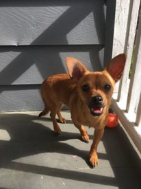Do you recognize this cute Princeton pooch?