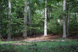 Montgomery Township preserves 62 more acres in the Sourlands