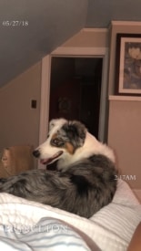 Kalla the dog missing in Princeton