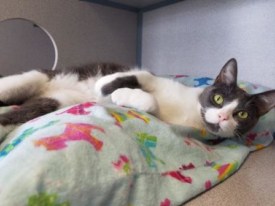SAVE Pet of the Week: Meet Brendon the cat