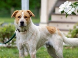 SAVE Pet of the Week: Meet George
