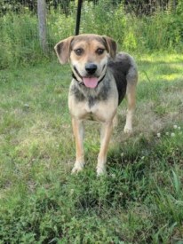 SAVE Pet of the Week: Meet Ellie