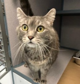 SAVE Pet of the Week: Meet Serezha