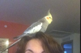 Pickles the cockatiel missing in Princeton
