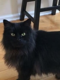 Cosmo the cat missing in Princeton