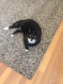 Gus the cat missing in Princeton