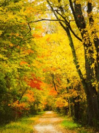 Photo of the Day: Autumn path by ‎Kristine Alane‎