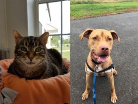 SAVE cat and dog of the week: Meet Ashes and Archie