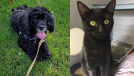 SAVE pets of the week: Meet Cocoa and Binx