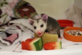 Mercer County Wildlife Center seeks volunteers