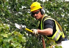 Alarming NJ bill would exempt public utilities and cable tv companies from complying with local laws on  tree removal and cutting