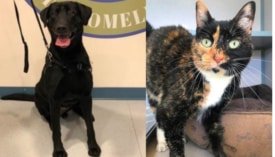 SAVE Pets of the Week: Meet Ty and Andi