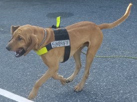 K-9 locates missing Robbinsville woman