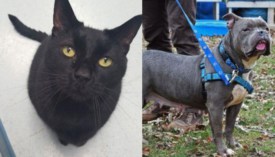 SAVE pets of the week: Meet Jacob and Beatrice