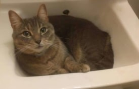 K2 the cat missing in Princeton