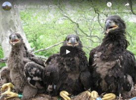 What we’re watching: The Duke Farm eagle cam in Hillsborough