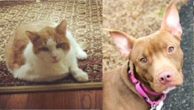 SAVE pets of the week: Meet Zuri and Tommy