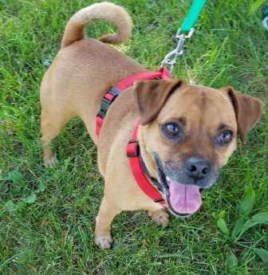 SAVE pet rescues of the week: Meet Mack and Felicity