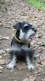 Mila the dog went missing in Montgomery on Tuesday
