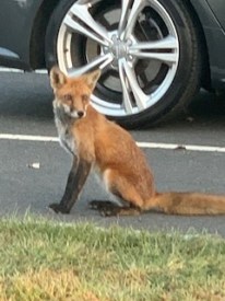 Photo of the Day: Red Fox hangs out at the Dinky Station by Paul Bell