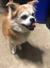Found in Princeton: Do you recognize this adorable little pooch?