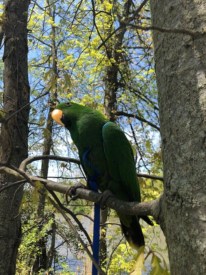 Elliott the parrot reunited with owner
