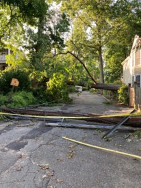 trees down Queenston place Princeton
