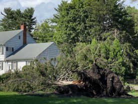 tree roots at Westminster Choir College in Princeton