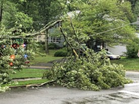 tree snapped in Princeton