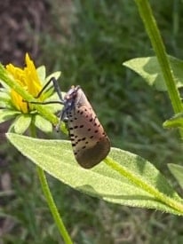 Spotted Lanternfly Mercer County