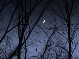 Photos: Friends of Princeton Open Space photo contest winners