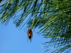 After 17 years, the cicadas will return to Princeton this spring