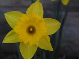daffodil at Jewish Center