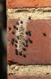 Invasive Spotted Lanternfly nymphs are emerging: How you can help stop them from spreading