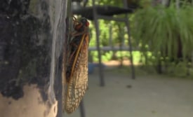Local teacher creates video to share the Princeton ‘million cicada chorus’ experience with his high school students