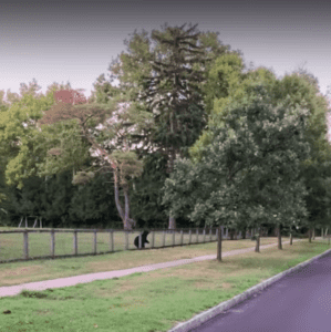 Video: Black bear jumps Riverside School fence