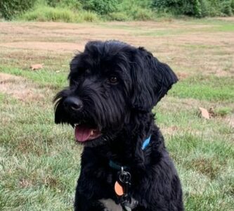 Portuguese water dog missing from Princeton found (updated 11 p.m.)
