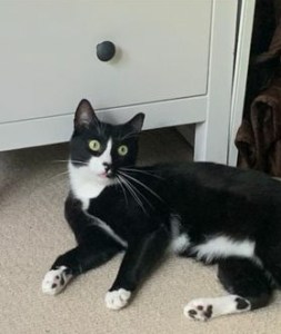 Willow the cat missing from Bunn Drive area in Princeton