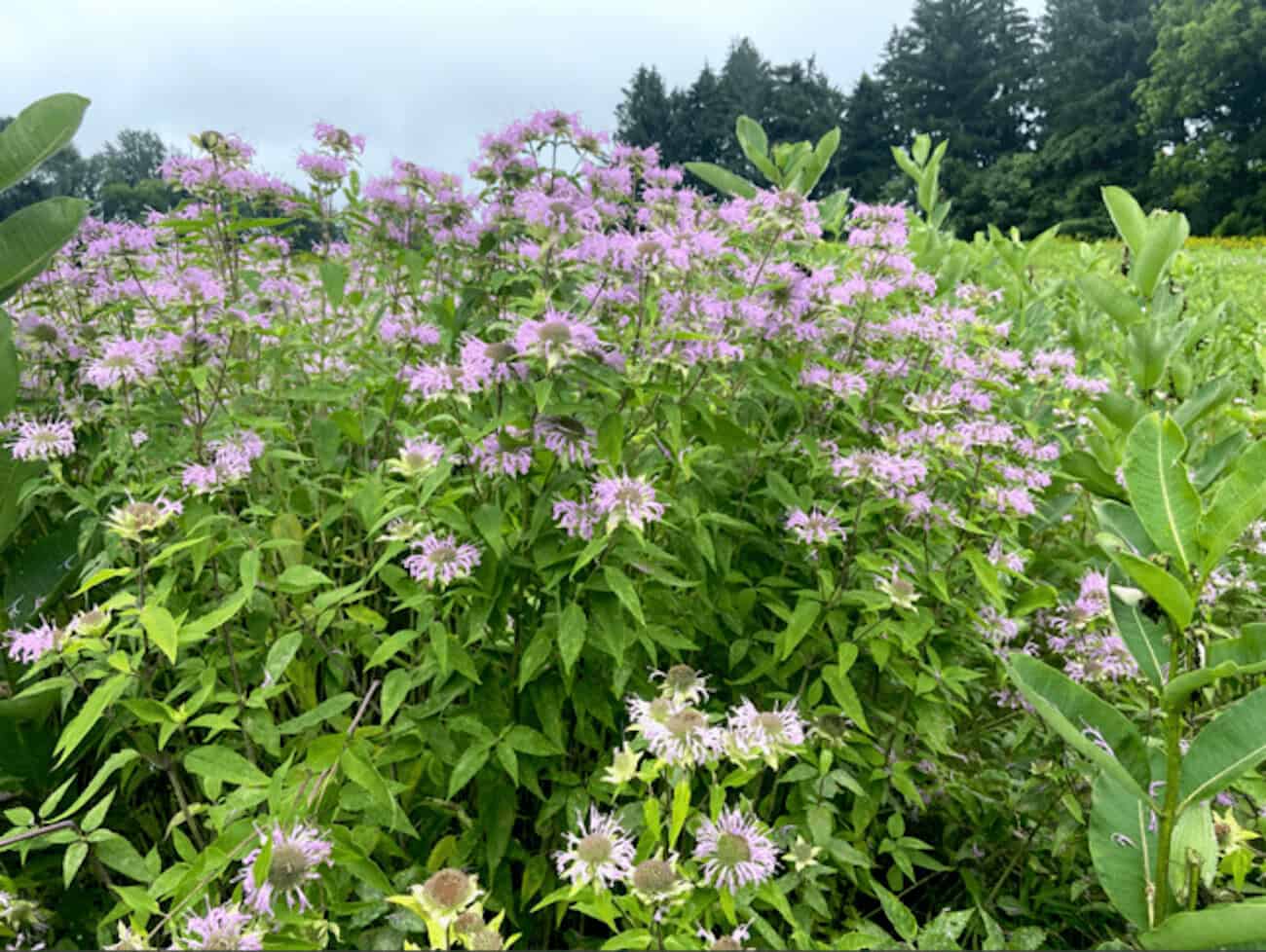 Photo-2.-Native-beebalm-is-a-favorite-treat-for-pollinators-WTrZ6L