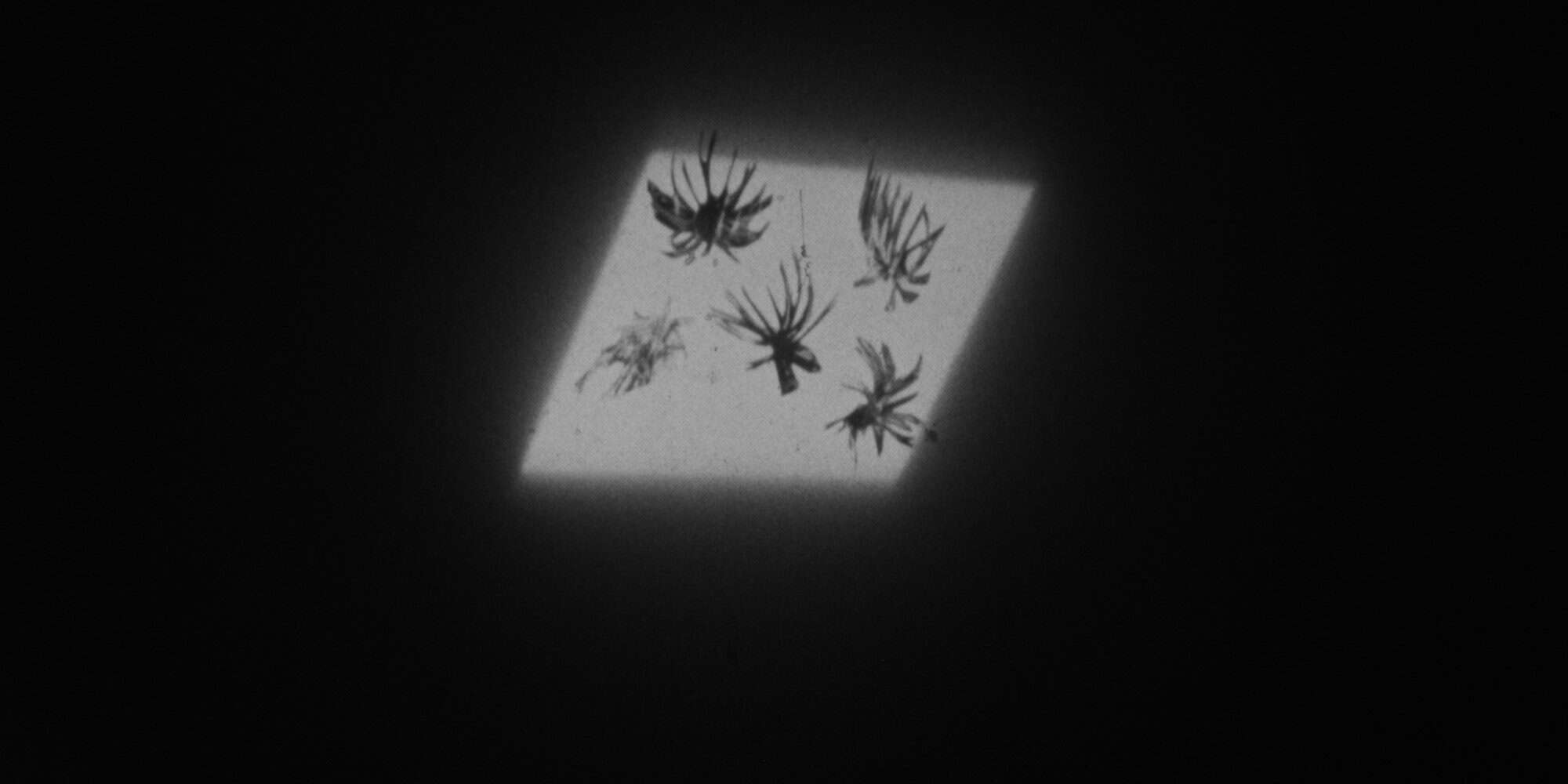 fi_Ginny-Gi-Huo_spinnerets_still-AR9J2Y