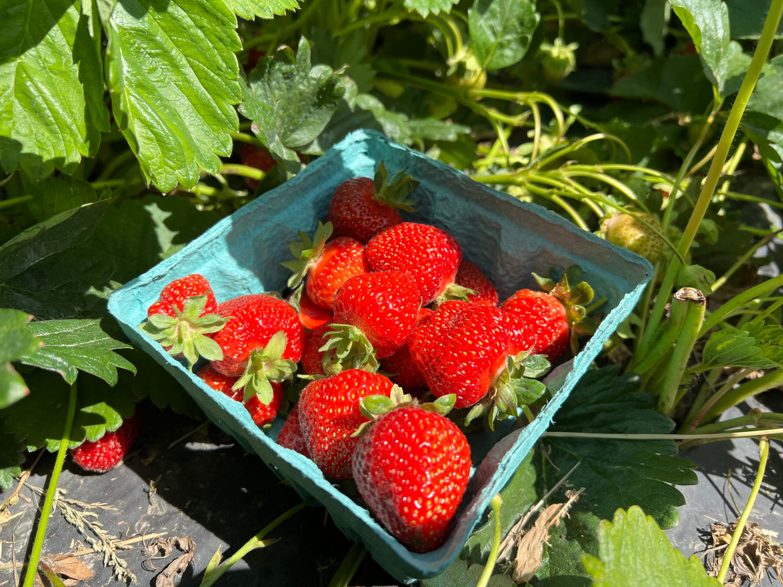 Strawberry Festival 1 Strawberry Festival scaled