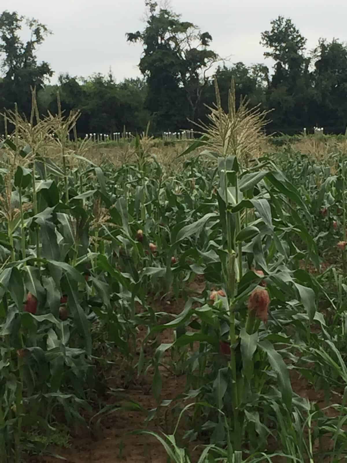Read & Pick: Corn 1 corn2 scaled